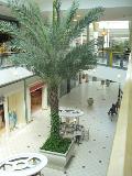 Date Palm / Phoenix dactylifera